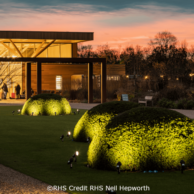 RHS Bridgewater Glow