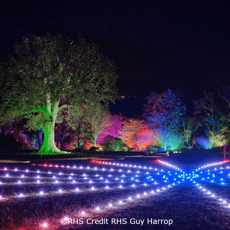 RHS Rosemoor Glow