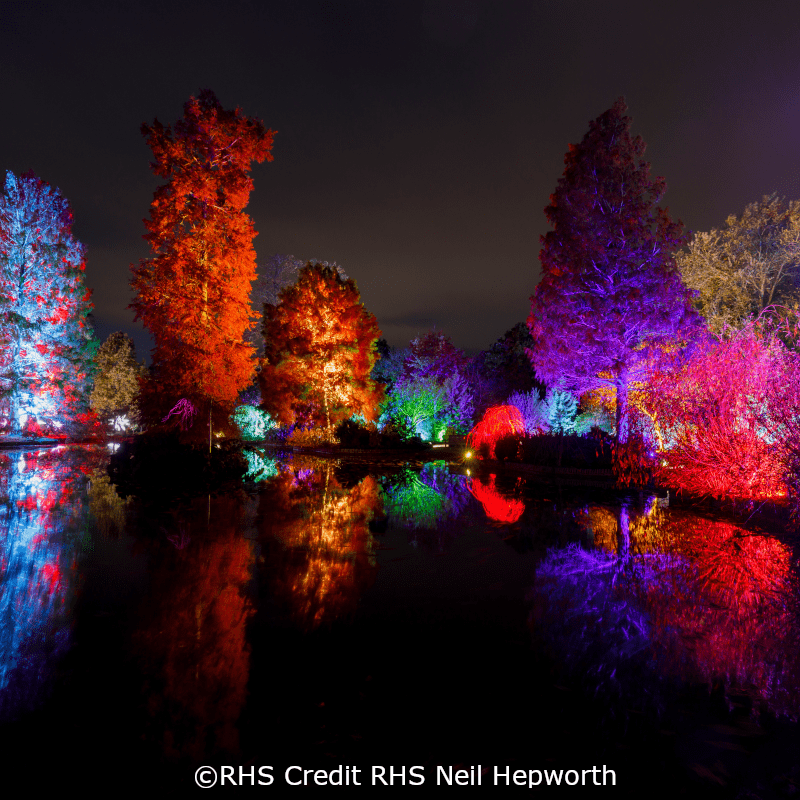 RHS Wisley Glow